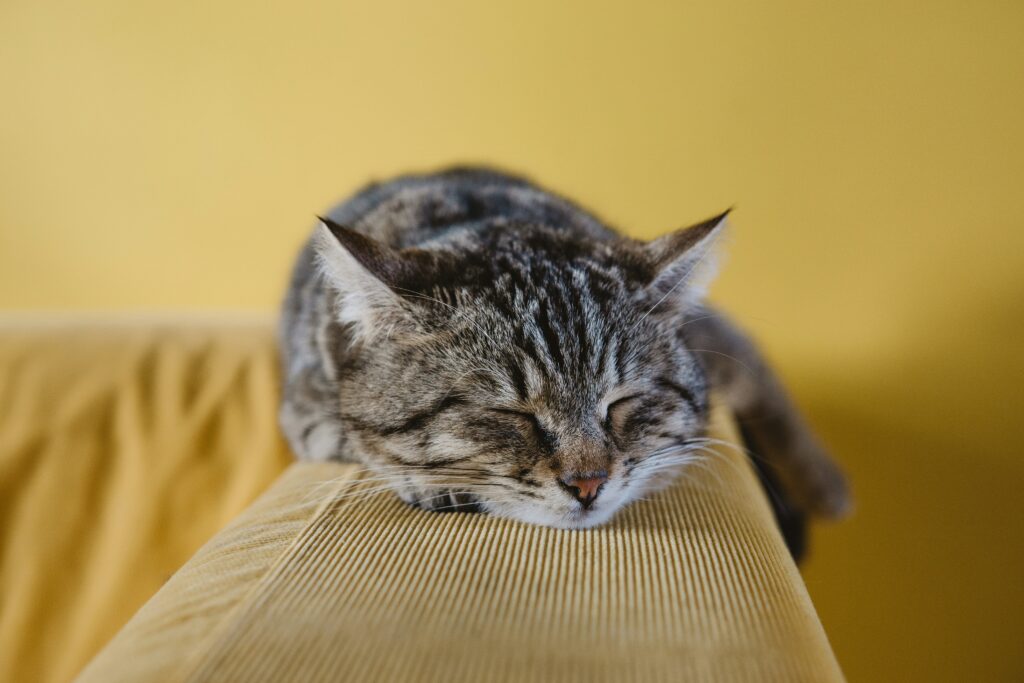 Cat sleeping Katt som sover framför en gul bakgrund